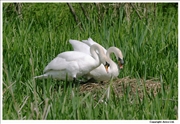 Mute-Swan-nesting-1